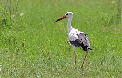 White Stork